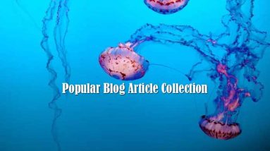 Popular Blog Article Collection